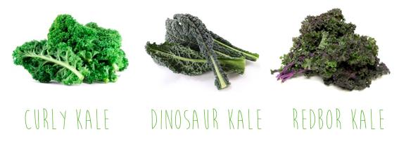 Kale, the leafy greens' superstar – Κέιλ, ο σούπερ σταρ των πράσινων λαχανικών