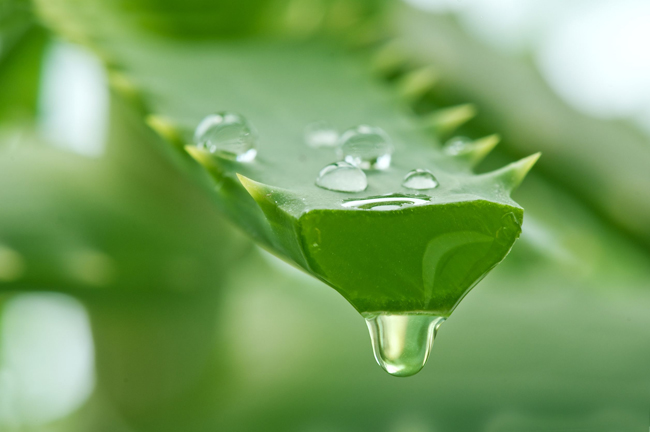 Aloe Vera Juice, the natural remedy – Χυμός Αλόης, το φάρμακο της φύσης