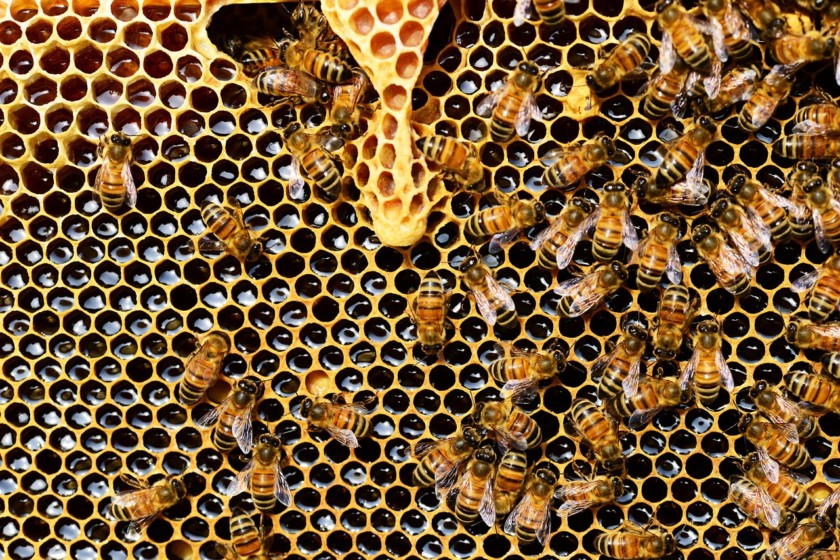 Το-ελληνικό-μέλι-τα-είδη-του-τα-χαρακτηριστικά-και-οι-ιδιότητές-τους